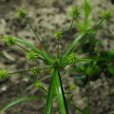 thumbnail for publication: Biology and Management of Yellow (Cyperus escuelentus) and Purple Nutsedge (C. rotundus) in Ornamental Crop Production and Landscapes